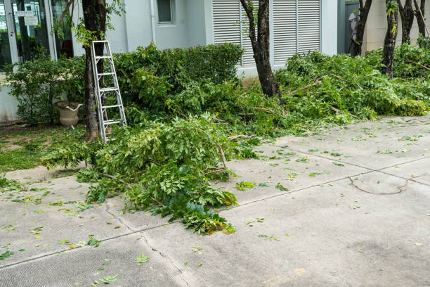 Tree Service Company in Raytown, MO